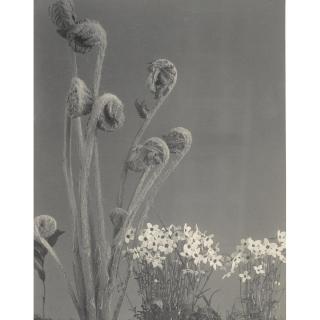 Edwin Hale Lincoln - \'Wild Flowers Of New England, Photographed From Nature. Vol. I. Flowers Of Early Spring\'