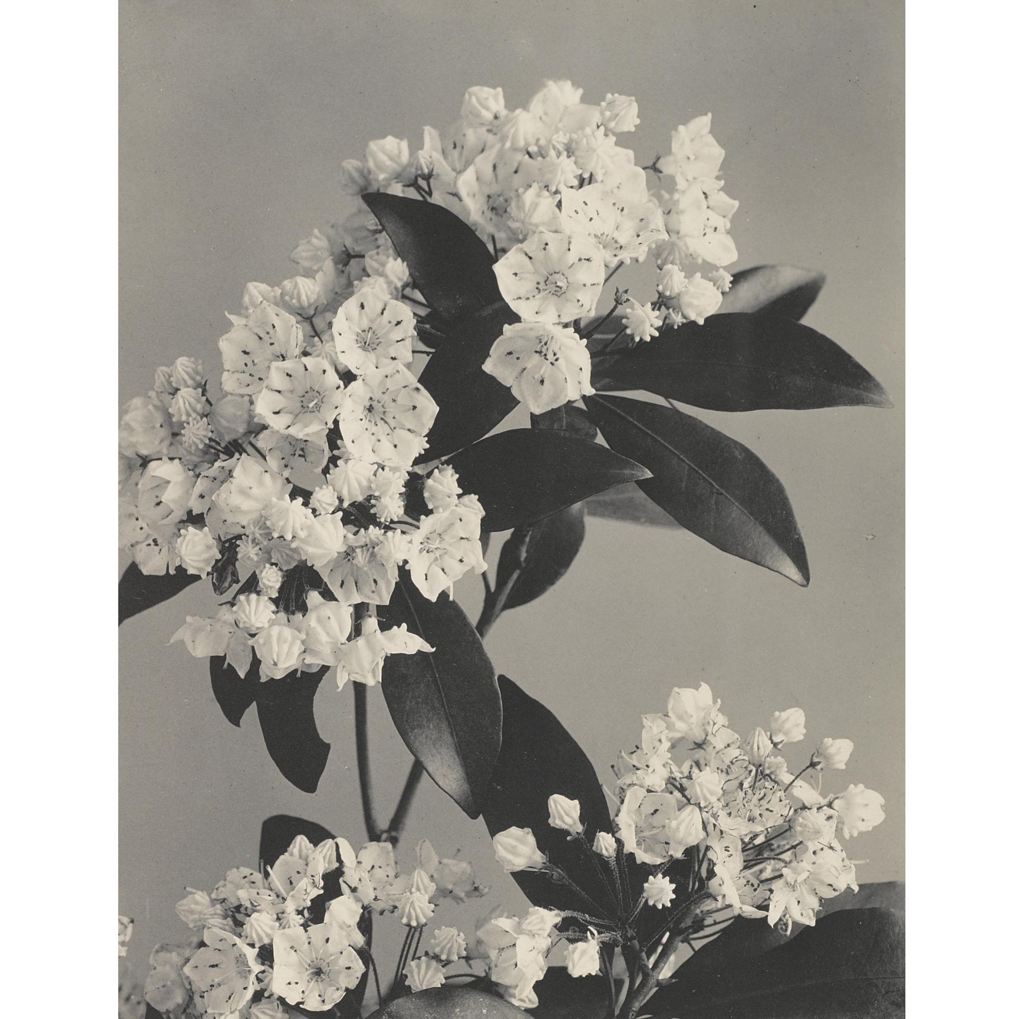 Edwin Hale Lincoln - \'Wild Flowers Of New England, Photographed From Nature. Vol. Iii. Heath And Dogwood Families. Acquatic Plants\'