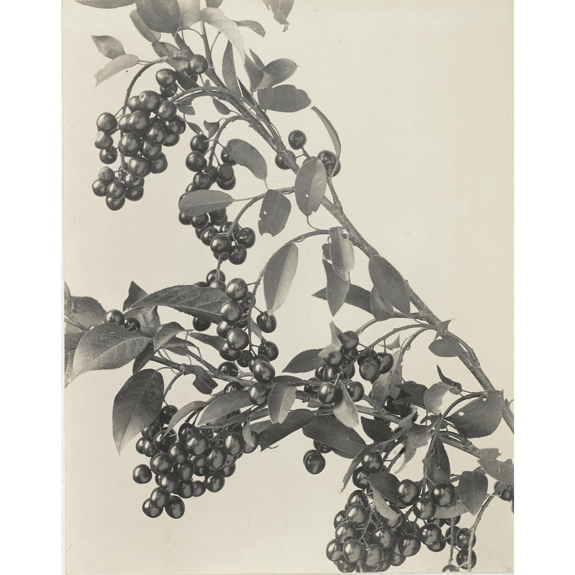 Edwin Hale Lincoln - \'Wild Flowers Of New England, Photographed From Nature. Vol. Iv. Rose And Pink Families\'