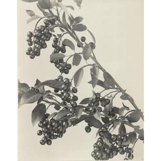 Edwin Hale Lincoln - \'Wild Flowers Of New England, Photographed From Nature. Vol. Iv. Rose And Pink Families\'