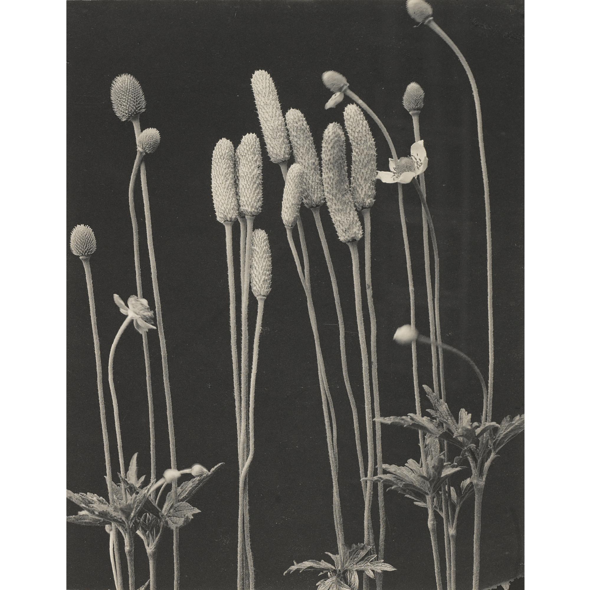 Edwin Hale Lincoln - \'Wild Flowers Of New England, Photographed From Nature. Vol. V. Mint And Figwort Families. Flowers Of Midsummer\'