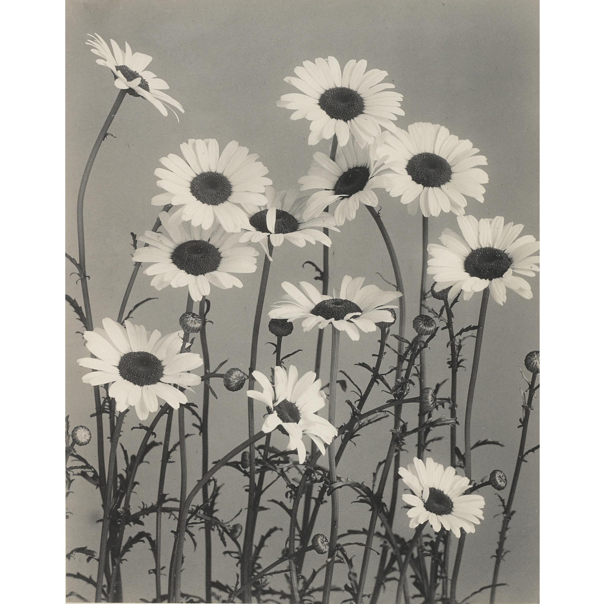 Edwin Hale Lincoln - \'Wild Flowers Of New England, Photographed From Nature. Vol. Vi. Composite Family. Milkweed And Saxifrage Families\'