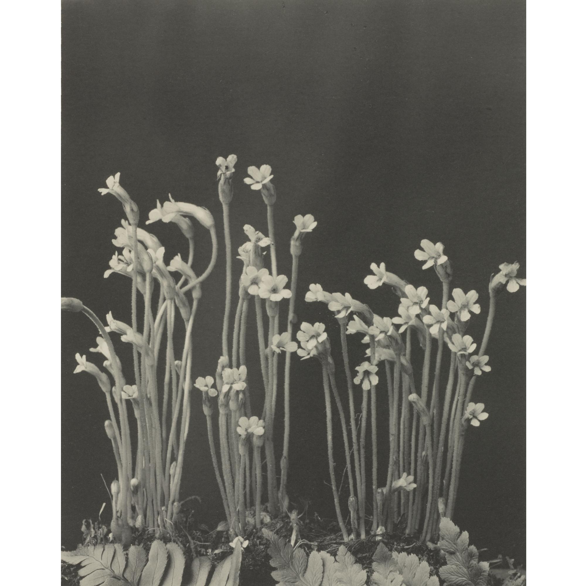 Edwin Hale Lincoln - \'Wild Flowers Of New England, Photographed From Nature. Vol. Vii. Flowers And Fruits Of Autumn\'