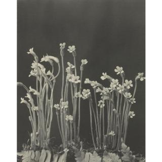 Edwin Hale Lincoln - \'Wild Flowers Of New England, Photographed From Nature. Vol. Vii. Flowers And Fruits Of Autumn\'