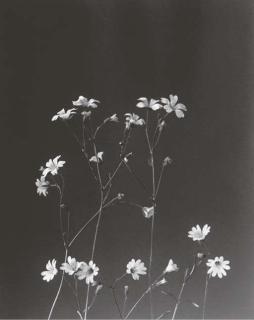 Edwin Hale Lincoln - Wildflowers of New England (Part XIII-XIV Supplementary Series)