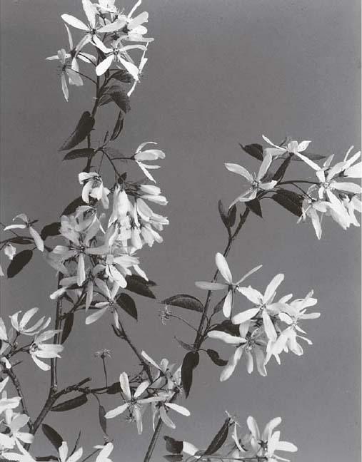 Edwin Hale Lincoln - Wildflowers of New England, Vol. II (Part III Rose Family and Part IV Rose and Heath Families)