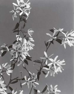 Edwin Hale Lincoln - Wildflowers of New England, Vol. II (Part III Rose Family and Part IV Rose and Heath Families)