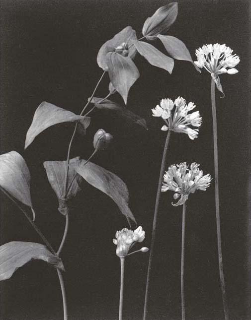 Edwin Hale Lincoln - Wildflowers of New England, Vol. III (Part V Lily, Iris, Violet and Convolvulus Families and Part VI Aquatic Plants, Pink, Crowfoot and Madder Families)