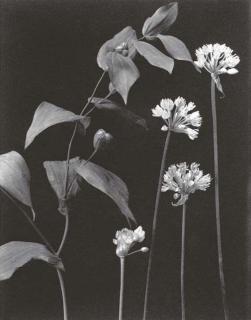 Edwin Hale Lincoln - Wildflowers of New England, Vol. III (Part V Lily, Iris, Violet and Convolvulus Families and Part VI Aquatic Plants, Pink, Crowfoot and Madder Families)