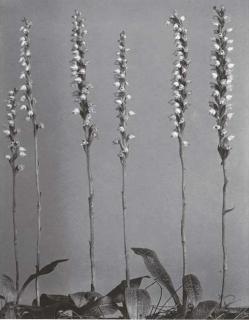 Edwin Hale Lincoln - Wildflowers of New England, Vol. IV (Part VII Orchid Family and Part VIII Mint and Figwort Families)