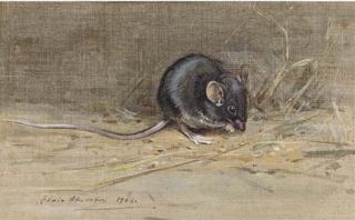 Edwin John Alexander, R.S.A., R.S.W., R.W.S. - Study of A Mouse
