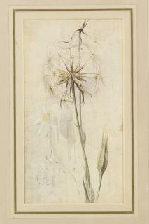 Edwin John Alexander, R.S.A., R.S.W., R.W.S. - Wild flowers, Meadow Brown on Hound\'s Tongue and Goat\'s beard in seed