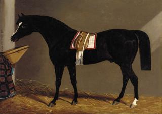 Edwin Loder Of Bath - A Saddled Dark Brown Hunter In A Stable