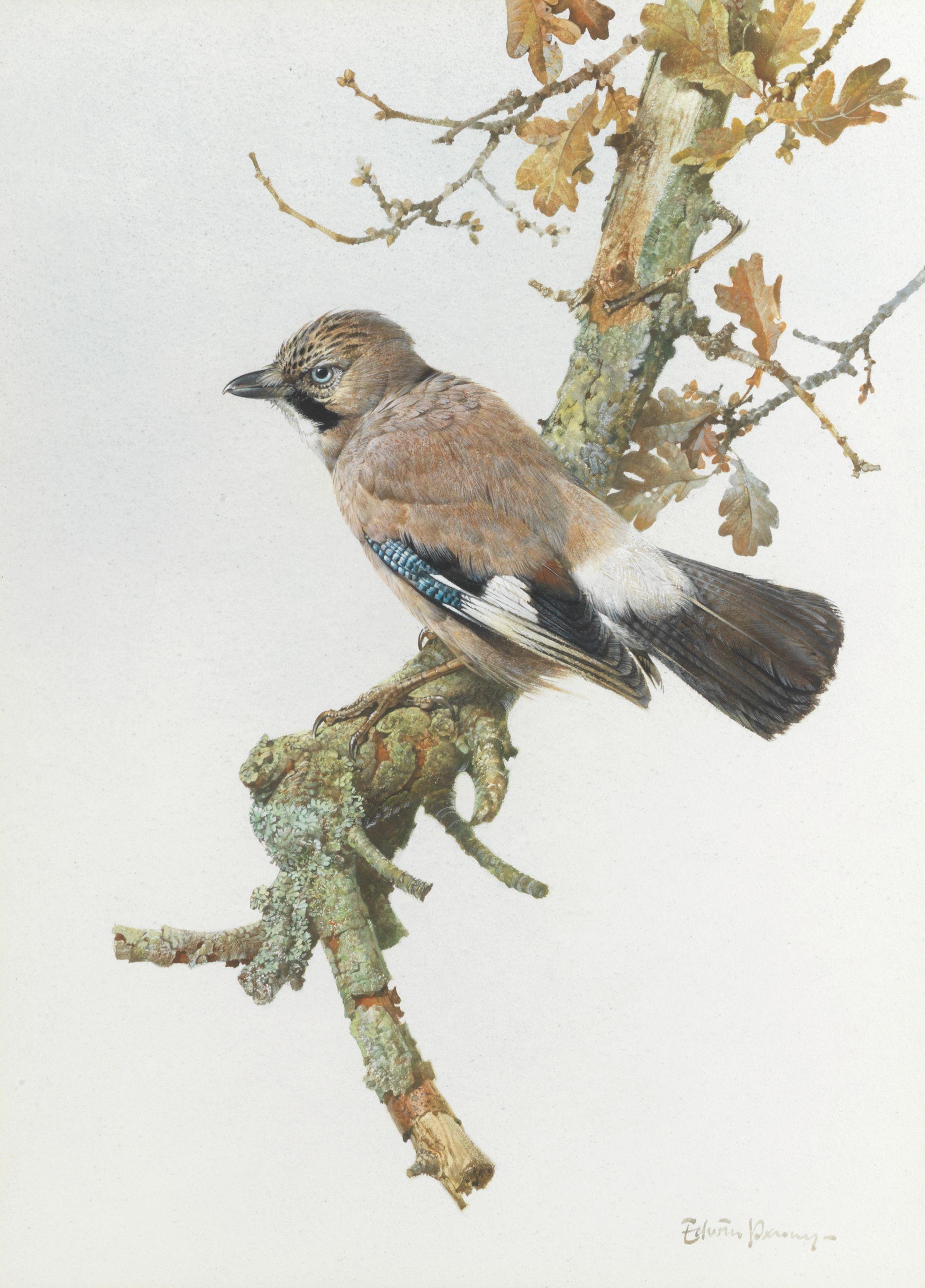 Edwin Penny - A jay on a branch