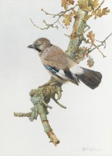 Edwin Penny - A jay on a branch