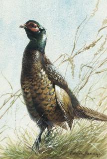 Edwin Penny - A pheasant