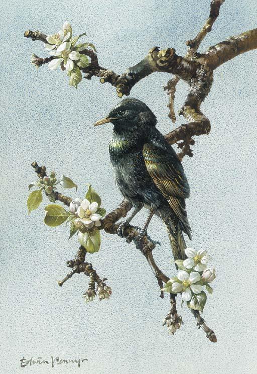 Edwin Penny - A starling