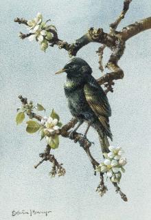 Edwin Penny - A starling