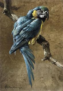 Edwin Penny - Blue macaw (illustrated); and Red and gold macaw
