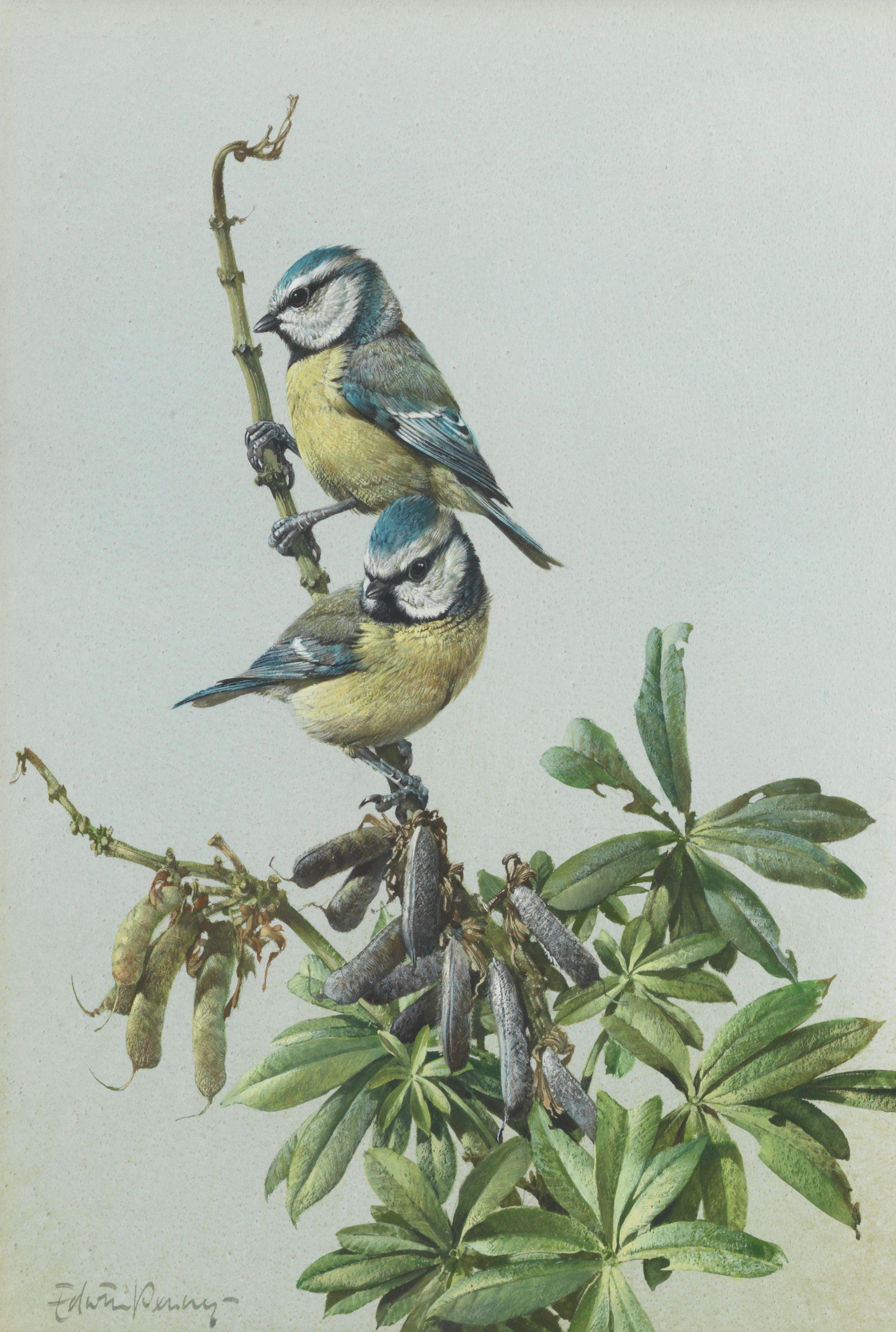 Edwin Penny - Blue Tits; Collared Dove, a pair both 40 x 27.3cm (15 3/4 x 10 3/4in). (2)