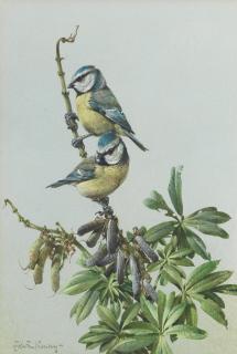 Edwin Penny - Blue Tits; Collared Dove, a pair both 40 x 27.3cm (15 3/4 x 10 3/4in). (2)