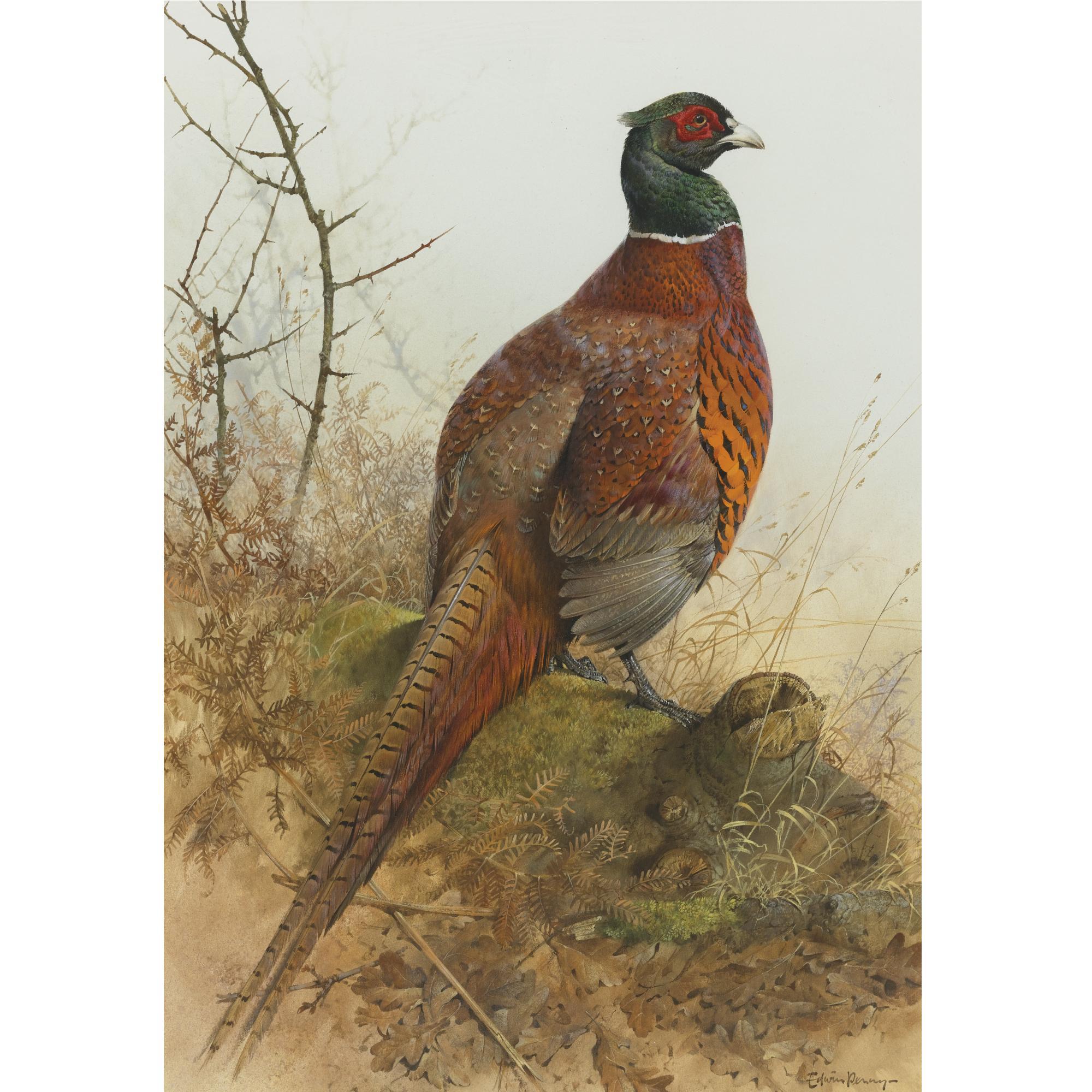 Edwin Penny - British A Cock Pheasant
