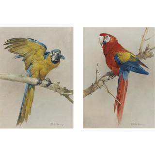 Edwin Penny - British Gold And Blue Macaw And A Scarlet Macaw (A Pair)