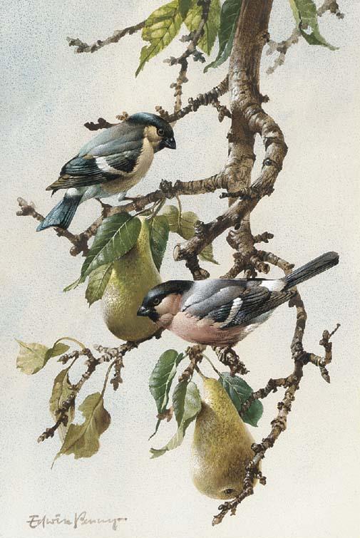 Edwin Penny - Bullfinches in a pear tree