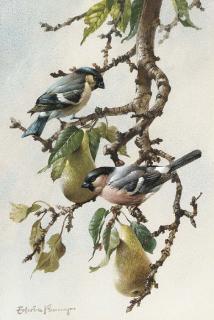 Edwin Penny - Bullfinches in a pear tree