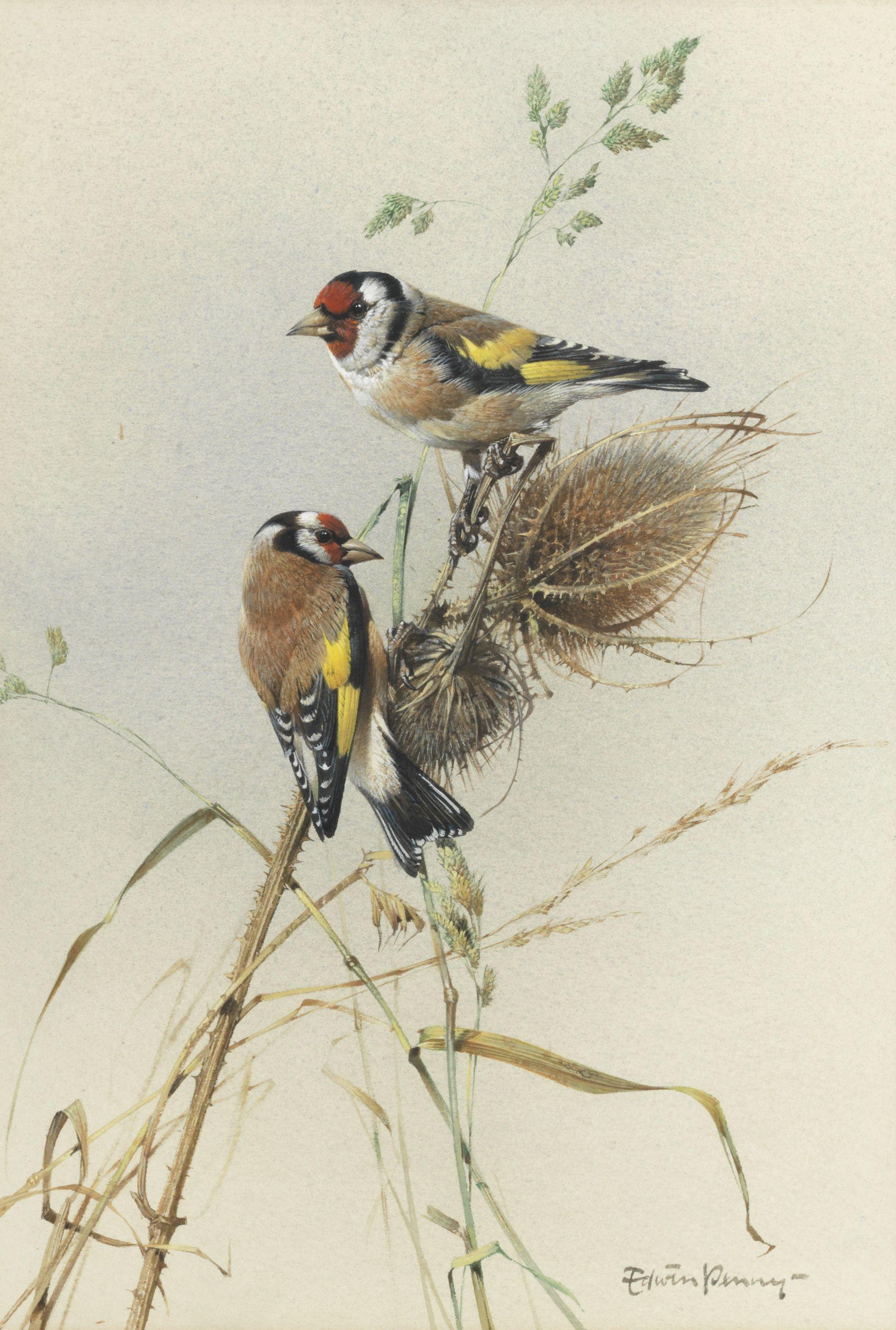 Edwin Penny - Goldcrests; Goldfinches, a pair both 38.4 x 27.3cm (15 1/8 x 10 3/4in). (2)