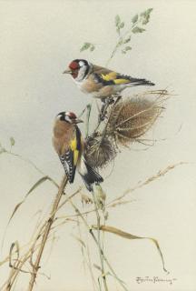 Edwin Penny - Goldcrests; Goldfinches, a pair both 38.4 x 27.3cm (15 1/8 x 10 3/4in). (2)