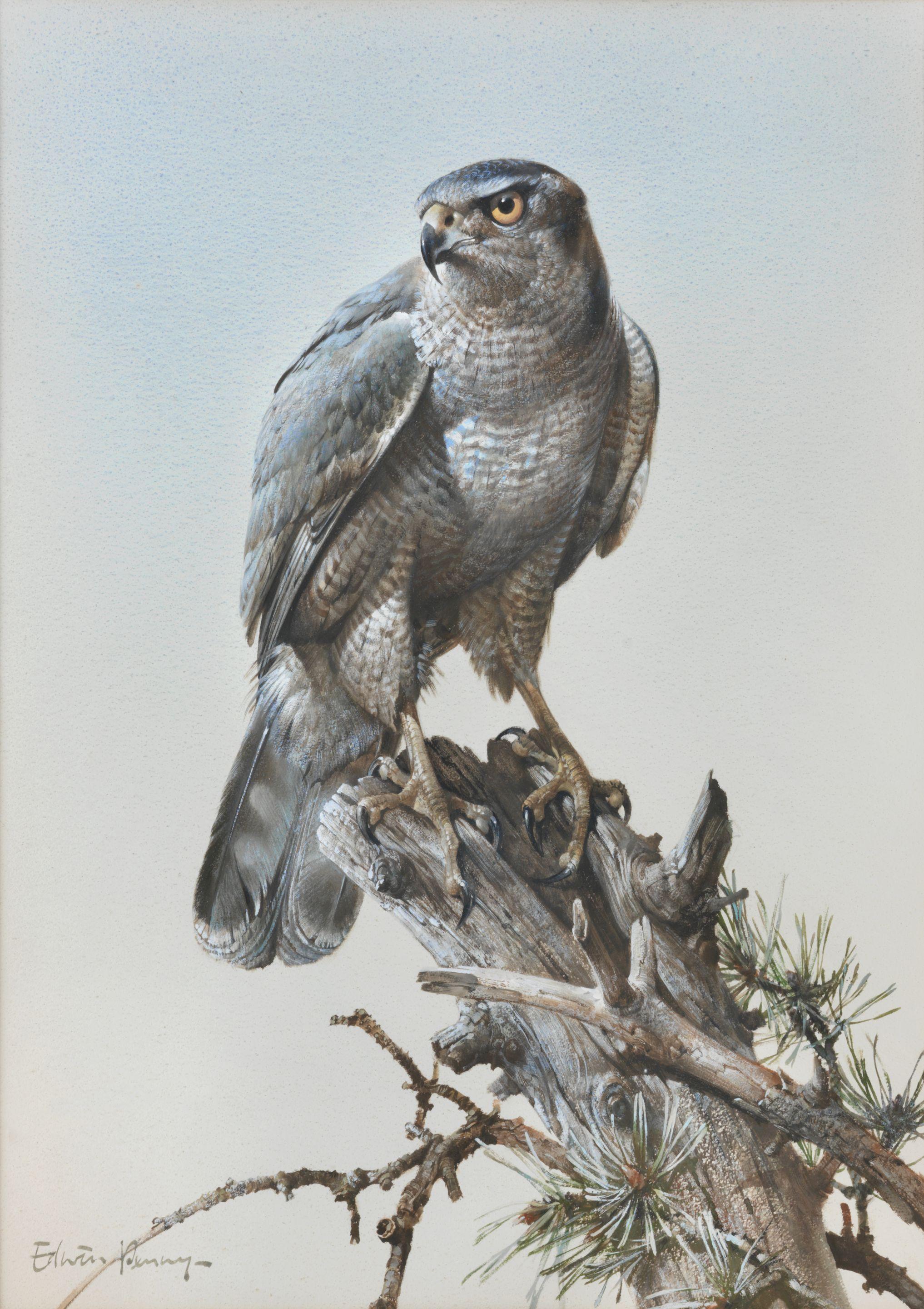 Edwin Penny - Goshawk