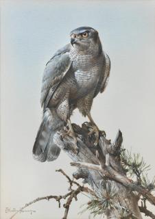 Edwin Penny - Goshawk