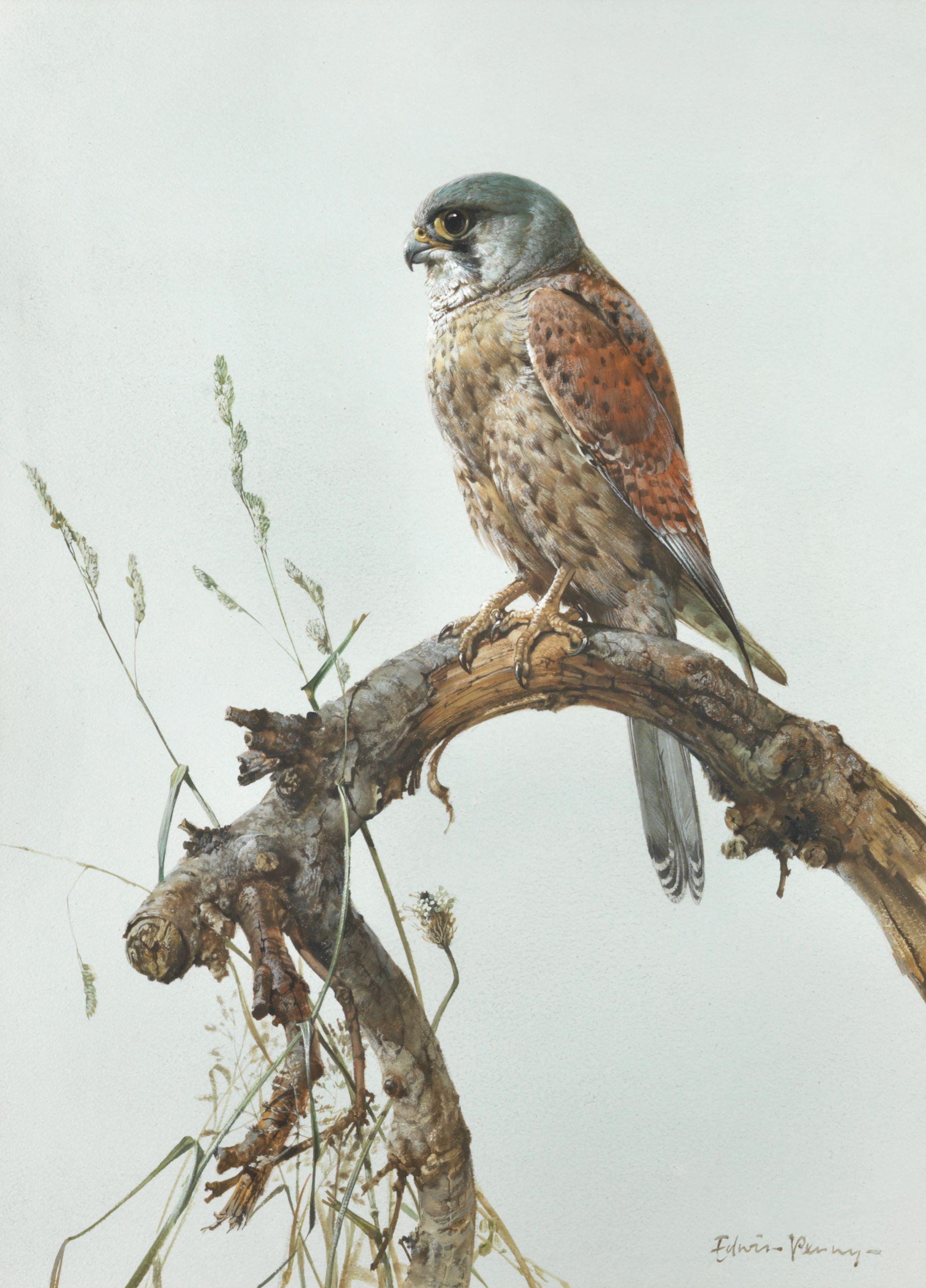 Edwin Penny - Kestrel