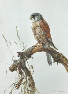 Edwin Penny - Kestrel