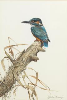 Edwin Penny - Kingfisher; Waxwing, a pair both 40.3 x 27.3cm (15 7/8 x 10 3/4in). (2)