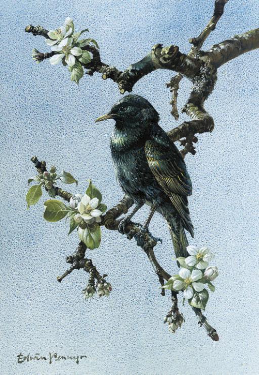 Edwin Penny - Starling