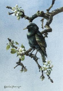 Edwin Penny - Starling