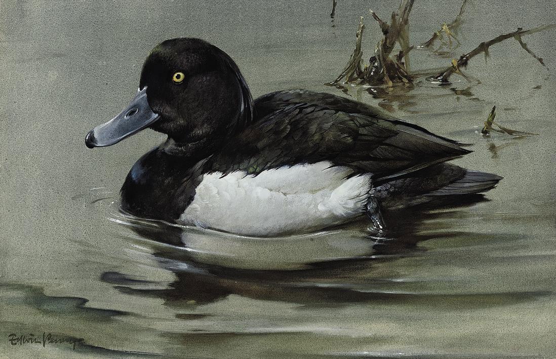 Edwin Penny - Tufted duck