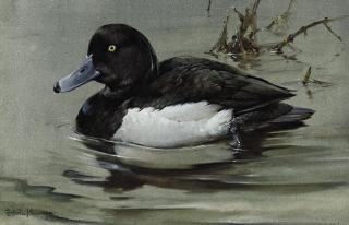 Edwin Penny - Tufted duck