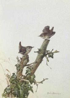 Edwin Penny - Two wrens perched on a tree stump