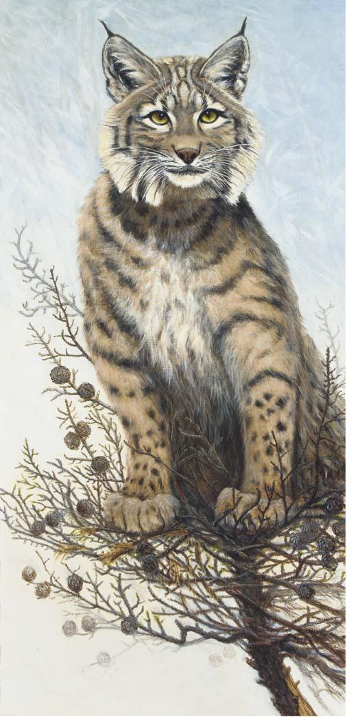 Eike Heinrich Redel - Lynx
