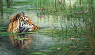Eike Heinrich Redel - Tiger in Lotusteich - Tiger in Lotus pond