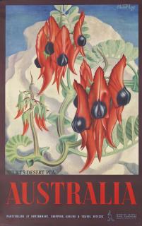 Eileen Rosemary Mayo - Australia, Sturt\'S Desert Pea