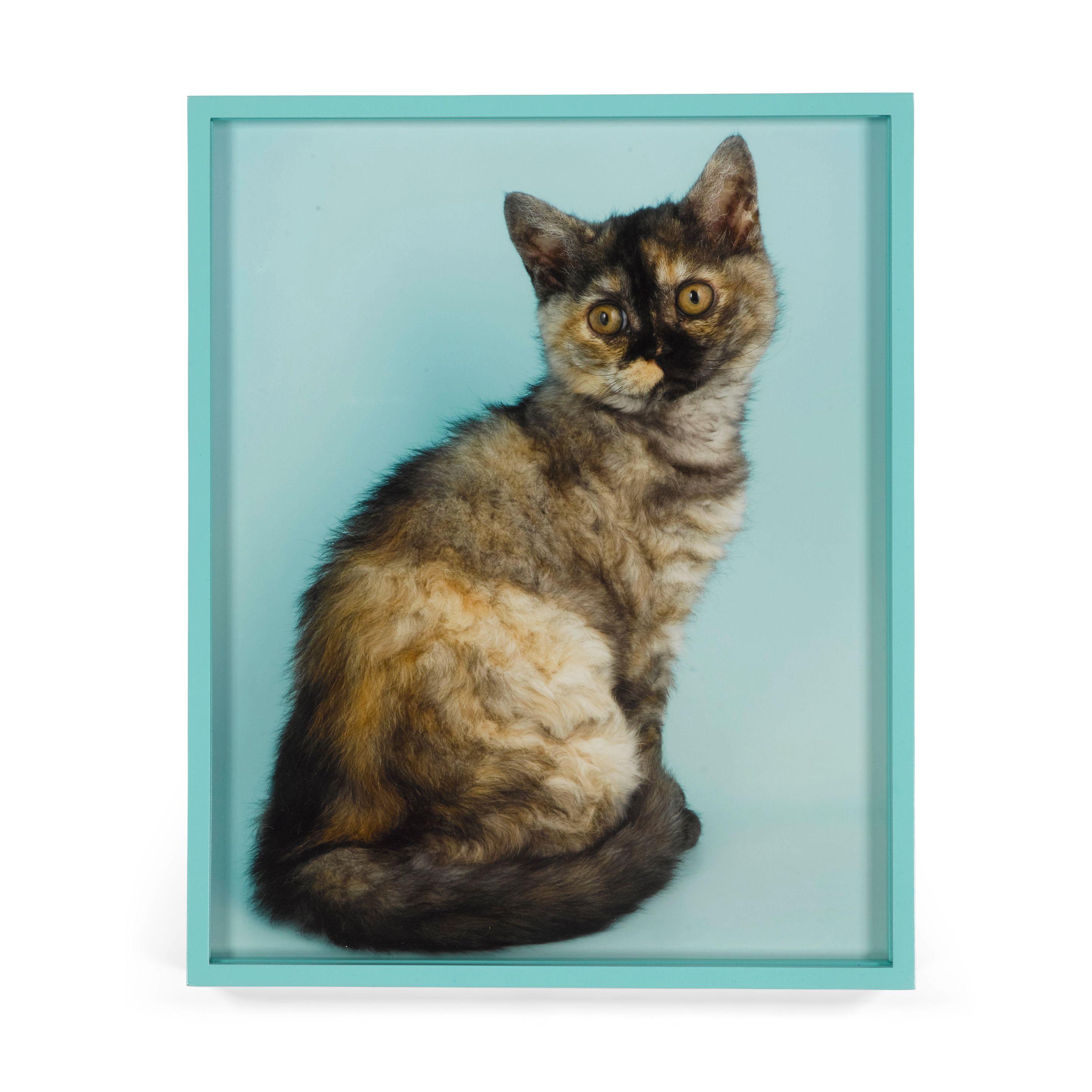 Elad Lassry - British Shorthair Tortie, 2010