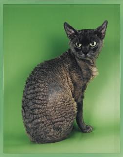 Elad Lassry - Devon Rex