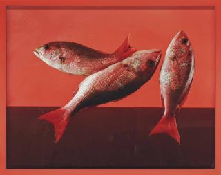Elad Lassry - Red Snapper