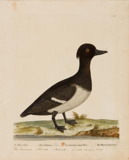 Eleazar Albin - 6 Bll.: Diverse Vögel.