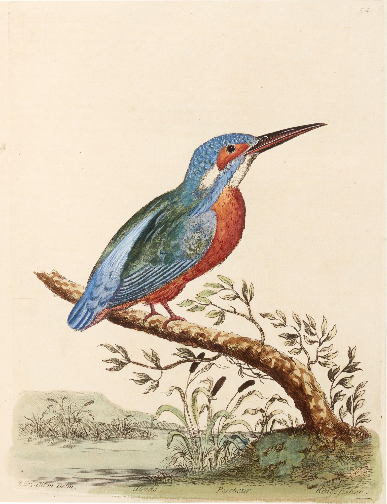 Eleazar Albin - A natural history of birds, 1731-1734, 2 volumes, contemporary calf gilt