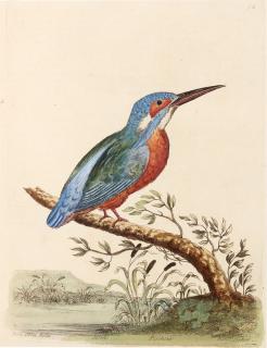 Eleazar Albin - A natural history of birds, 1731-1734, 2 volumes, contemporary calf gilt